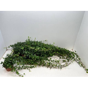 HEDERA SHAMROCK XL 80CM