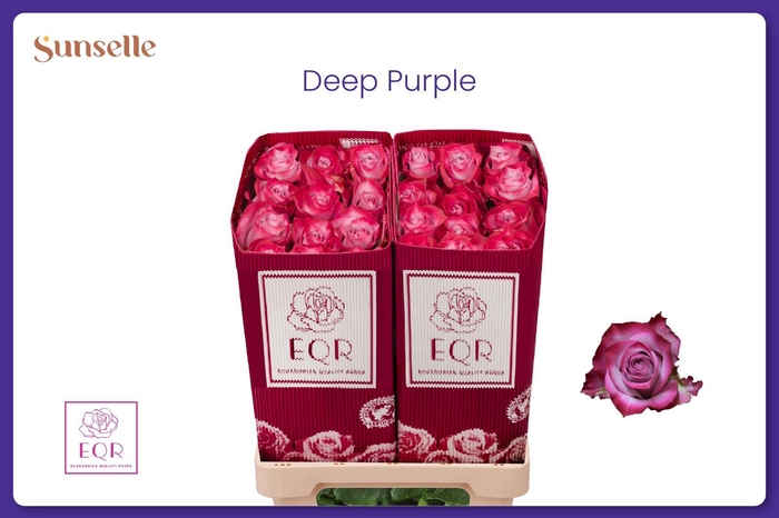 <h4>R GR DEEP PURPLE</h4>