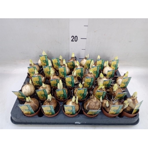 Narcissus  'Tete a tete'