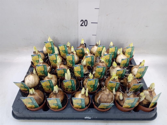 <h4>Narcissus 'Tete a tete'</h4>