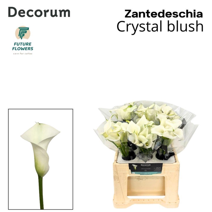 <h4>Zantedeschia crystal blush</h4>