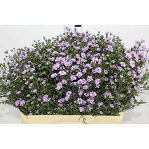 ASTER DOBRADO ROSA 070 CM