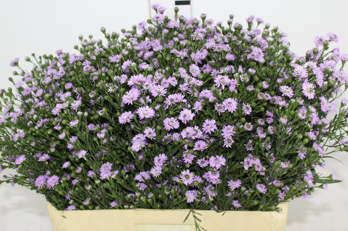 <h4>ASTER DOBRADO ROSA 070 CM</h4>