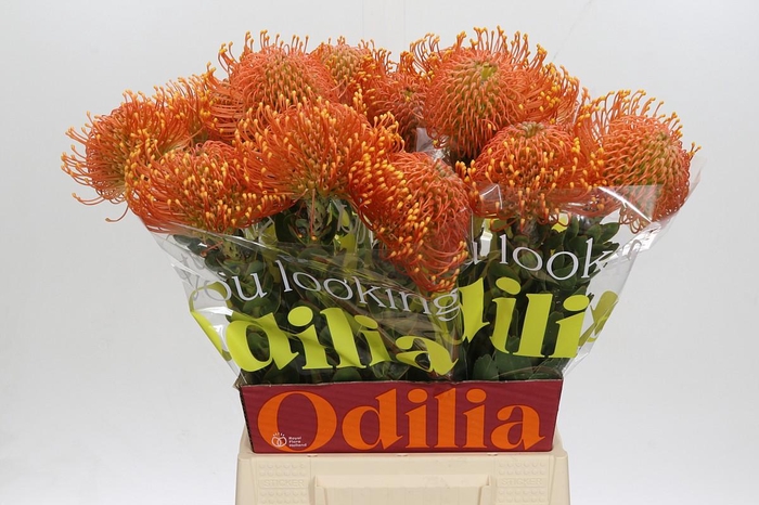 Nutans Ayoba Orange Zest