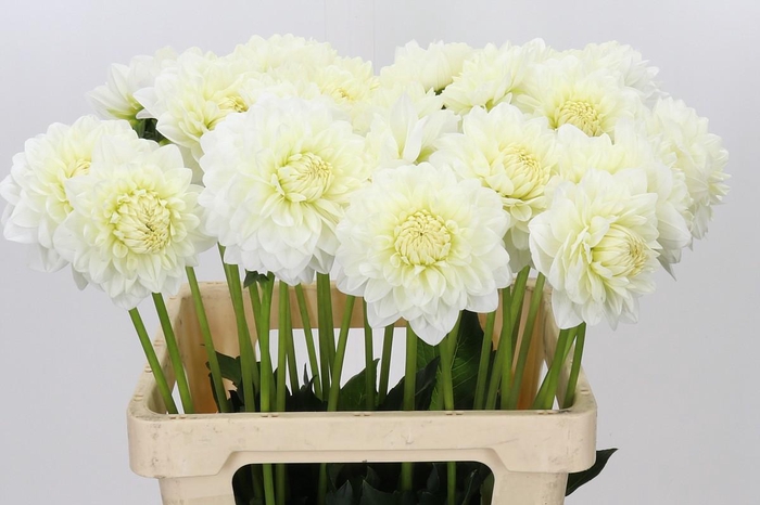 <h4>Dahlia Albaia</h4>