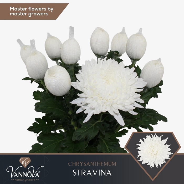<h4>CHR G STRAVINA</h4>