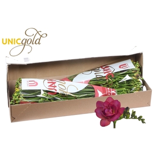 Freesia du Expression
