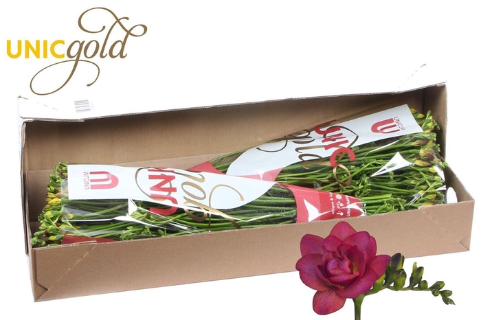 <h4>Freesia du Expression</h4>