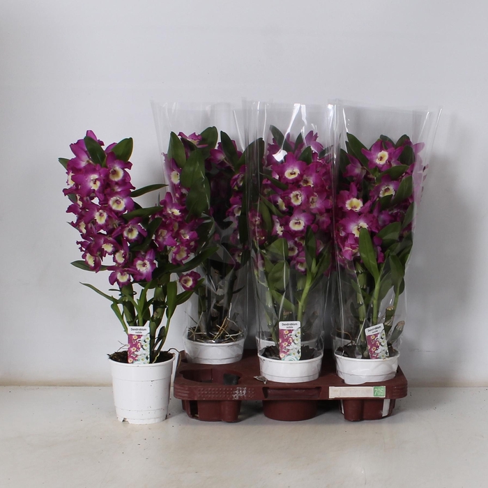 <h4>DEND NOBILE</h4>