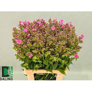 PHLOX P WINDSOR