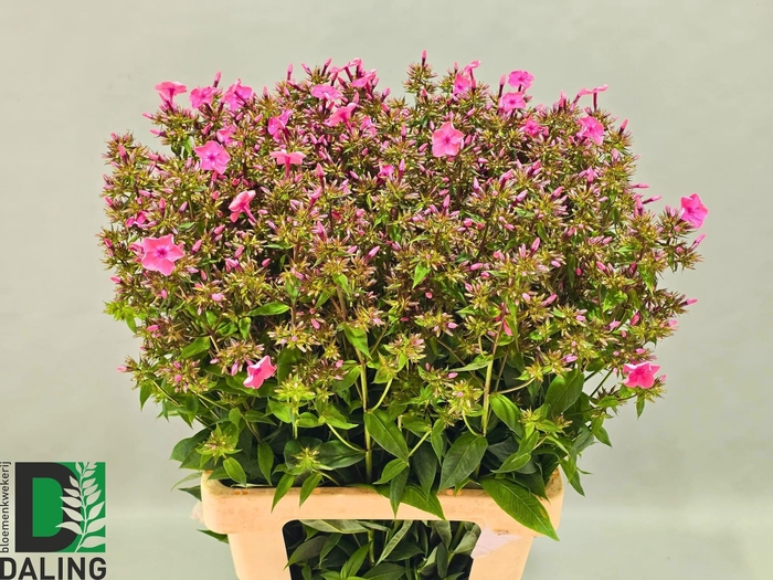 <h4>PHLOX P WINDSOR</h4>