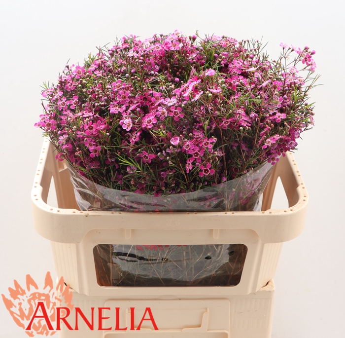 <h4>Chamelaucium 'purple Rain'</h4>