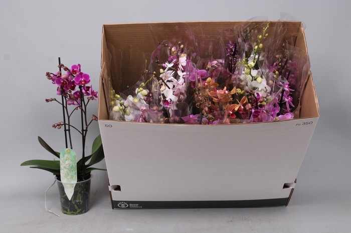 <h4>PHAL MF GEM 8 KL</h4>