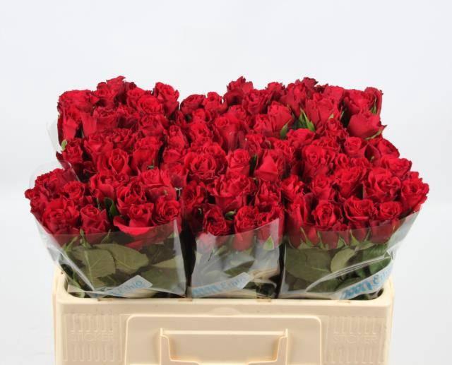 <h4>R GR UPPER CLASS</h4>