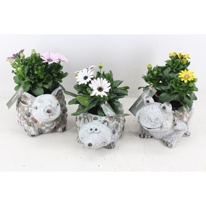 arr4 Outdoor MB - Ker. dierenmix x6