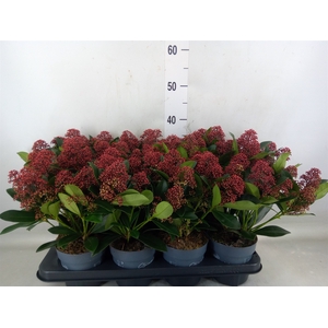 Skimmia jap. 'Rubella'