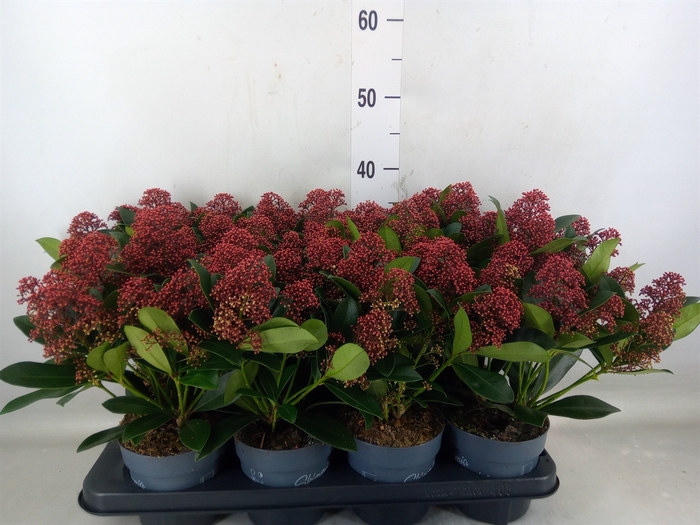 <h4>Skimmia jap. 'Rubella'</h4>