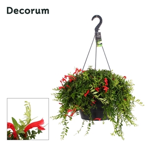 Aeschynanthus Japhrolepis XXL