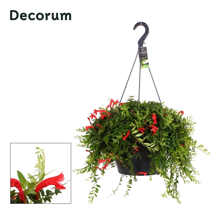 <h4>Aeschynanthus Japhrolepis XXL</h4>