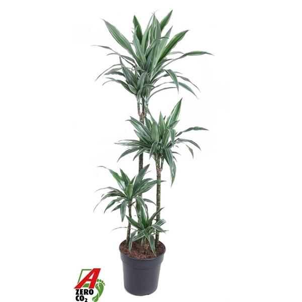 <h4>Dracaena f Deremensis Grp Warneckei</h4>
