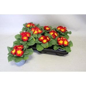 Primula acaulis Yellow Red