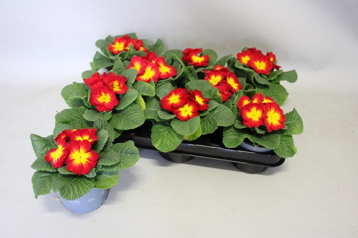 <h4>Primula acaulis Yellow Red</h4>