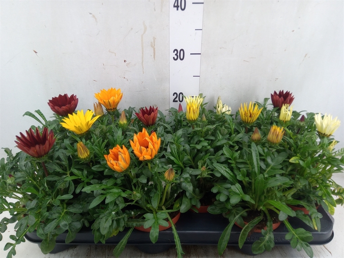 <h4>Gazania   ...mix</h4>