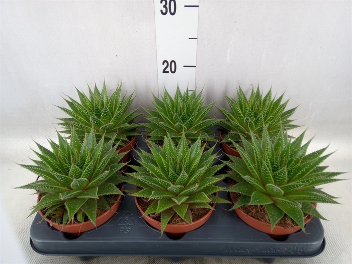 <h4>Aloe aristata 'Gladiator Rock'</h4>