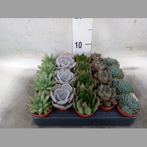 Echeveria   ...mix