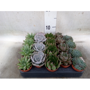 Echeveria   ...mix