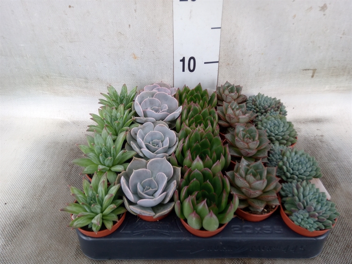 <h4>Echeveria   ...mix</h4>