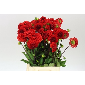 Dahlia Red Cap