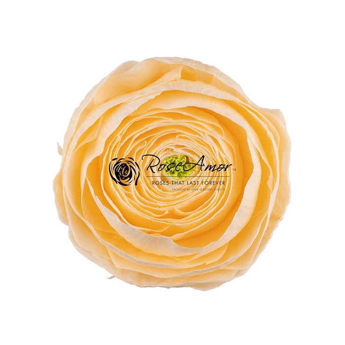 <h4>Pr 2 Ranunculus Cha99</h4>