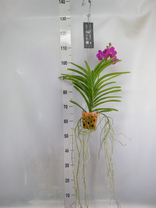 <h4>Vanda  hybriden</h4>