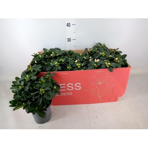 Rhododendron sim. 'Hellmut V' .mix