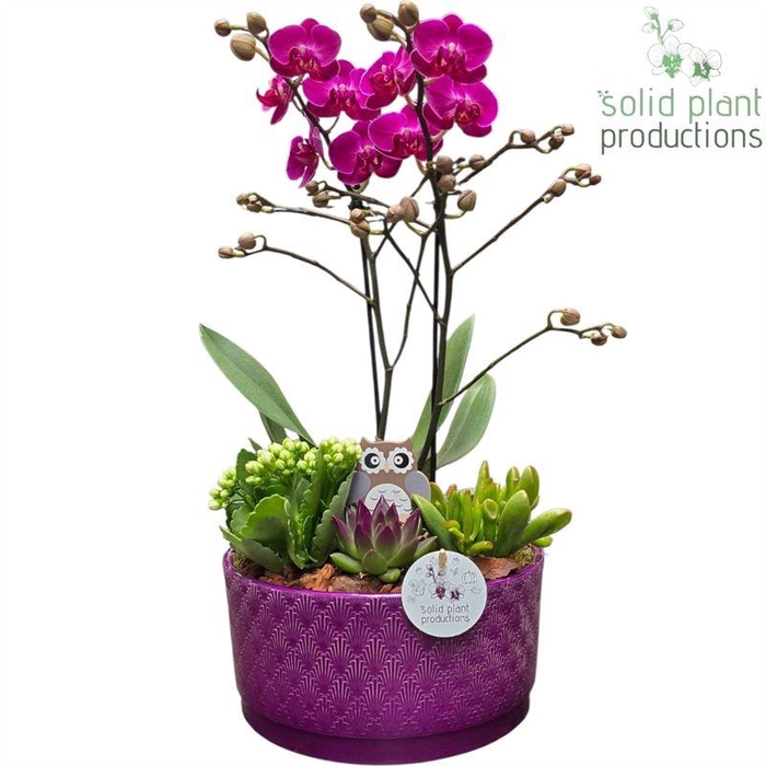 <h4>arr2 SPP PE004 STELLA PURPLE</h4>