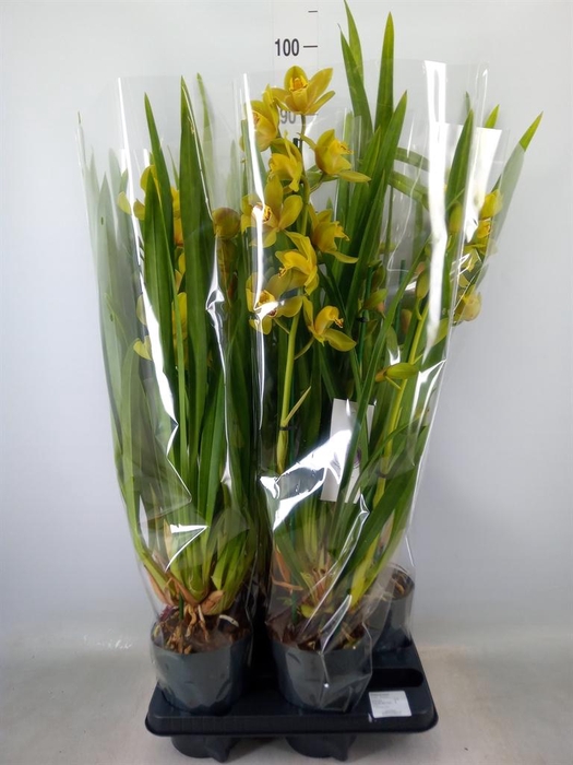 <h4>Cymbidium   ...</h4>
