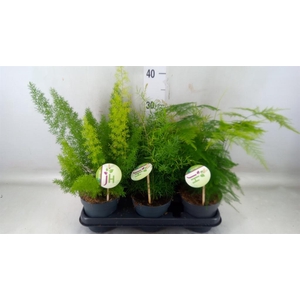 Asparagus dens. 'Cwebe'