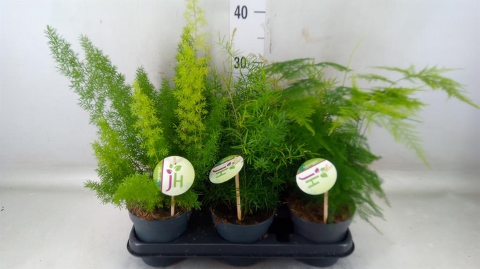 <h4>Asparagus dens. 'Cwebe'</h4>