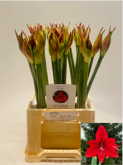 <h4>HIPP GA RED TIGER</h4>