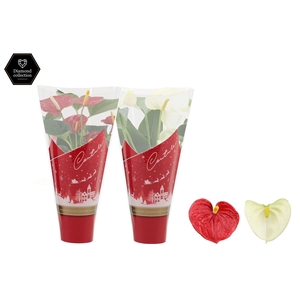 Anthurium Red & White mix in Couture Christmas sleeve