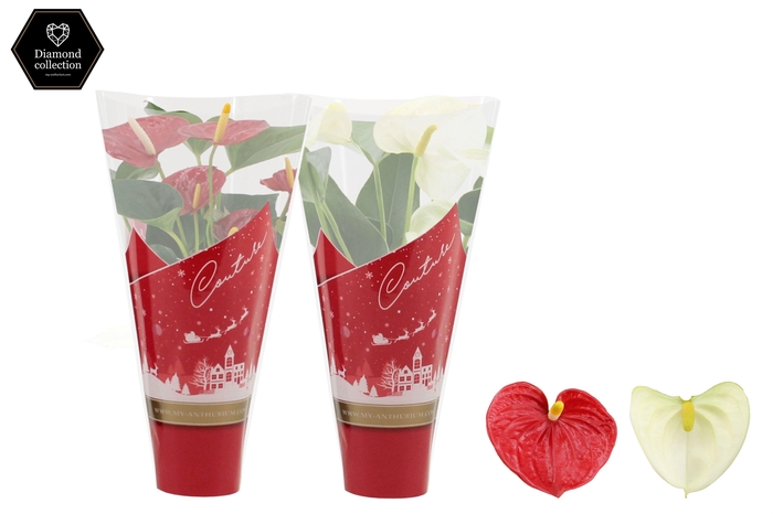 <h4>Anthurium Red & White mix in Couture Christmas sleeve</h4>
