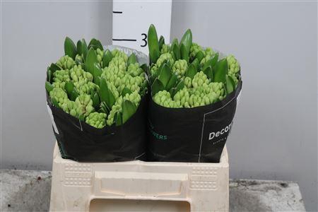 <h4>Hyac China Pink</h4>