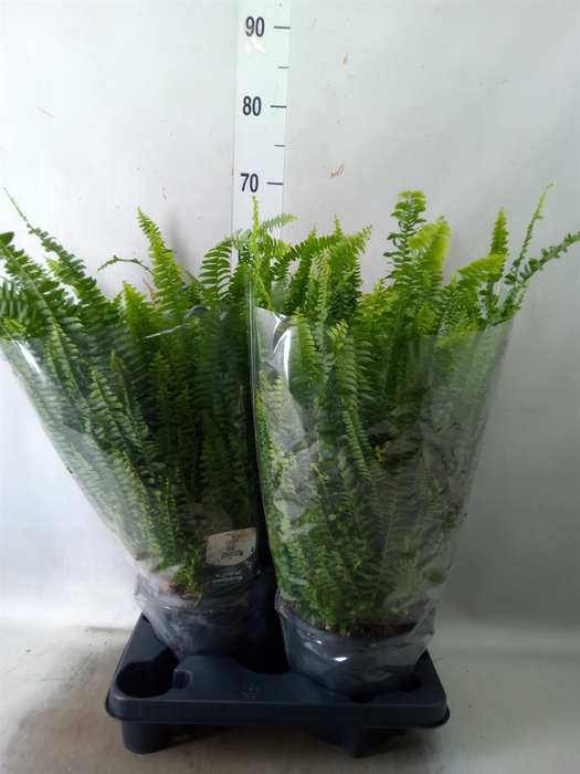 <h4>Nephrolepis exal. 'Green Lady'</h4>