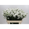 Limonium sinuatum Olga White