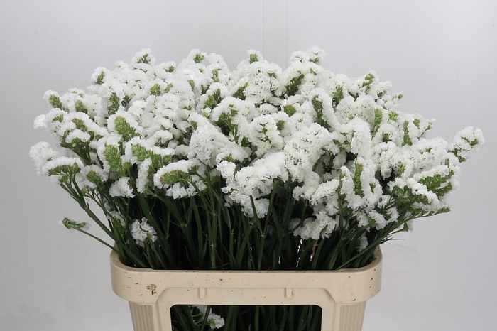 Limonium sinuatum Olga White