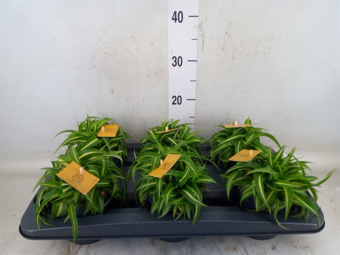 <h4>Chlorophytum com. 'Bonnie'</h4>