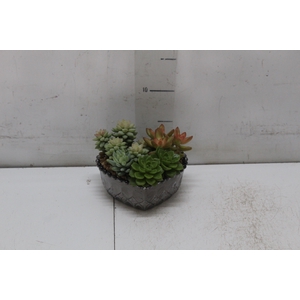 COQUETEL PLANTAS ORNAMENTAIS T2