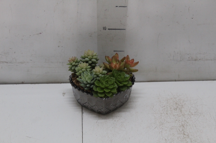 <h4>COQUETEL PLANTAS ORNAMENTAIS T2</h4>