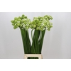 Ornithogalum Saundersiae